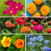 , Large 2 Ounce Package of 30,000+ Hummingbird and Butterfly Garden Wildflower Seed Mixture for Planting (99% Pure Live Seed- NO Filler) 20+ Varieties, Annual Perennial - Bulk - Image 5