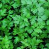 Flat Italian Parsley Live Herb Plants - 4 Pack, Biennial, Non-Gmo, Garnish, Seasoning, Salads, Palate Cleanser - Image 4
