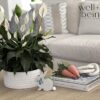 Spathiphyllum Sweet Chico Live Plant (8-15 Inches Tall) in Growers Pot - Image 2