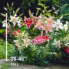 Garden State Bulb Mixed Oriental Lily Flower Bulbs, 14/16Cm (Bag of 20) - Image 5