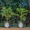 2 Citronella Plants, Mosquito Plant, Thriving inside 4” Durable Nursery Pots, Live Plant - Image 4