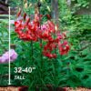 Garden State Bulb Asiatic Lily Red Velvet Flower Bulbs, 14/16Cm (Bag of 30) - Image 6