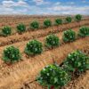 15 Pack Strawberry Supports - Strawberry Plant Support Strawberry Growing Racks Strawberry Growing Frame(15, B) - Image 6