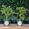 2 Citronella Plants, Mosquito Plant, Thriving inside 4” Durable Nursery Pots, Live Plant - Image 3