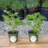 2 Citronella Plants, Mosquito Plant, Thriving inside 4” Durable Nursery Pots, Live Plant