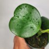Hoya Kerrii with Heartshape Leaves Live Hoya Plant Great Gift for Mothers and Loved Ones Sweetheart Hoya Live Plant (Hoya Kerrii in 4" Pot, 7-10 Leaves Plant) - Image 5