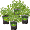 Flat Italian Parsley Live Herb Plants - 4 Pack, Biennial, Non-Gmo, Garnish, Seasoning, Salads, Palate Cleanser - Image 2