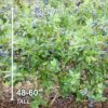 Garden State Bulb Jersey Blueberry, Live Bare Root, Non-Gmo (Bag of 2) - Image 6