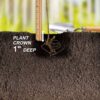 Garden State Bulb Jersey Blueberry, Live Bare Root, Non-Gmo (Bag of 2) - Image 4