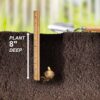 Garden State Bulb Mixed Oriental Lily Flower Bulbs, 14/16Cm (Bag of 20) - Image 4
