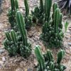 Fairy Castle Cactus - Live Plant in a 3 Inch Pot - Cereus Tetragonus - Beautiful Indoor Outdoor Cacti Succulent Houseplant - Image 3