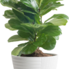 Fiddle Leaf Fig Tree, Live Indoor Ficus Lyrata Plant in Indoors Garden Plant Pot, Houseplant in Potting Soil, Housewarming, Birthday Gift, Office, Home, and Room Decor, 10-12 Inches Tall - Image 2