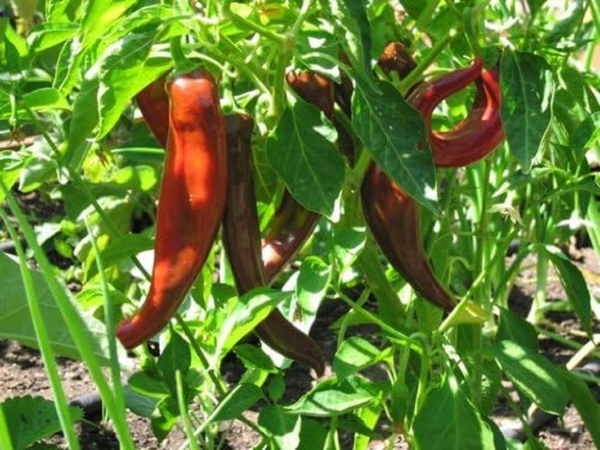 Anaheim Pepper Plant- Two (2) Live Plants – Not Seeds – in 3.5 Inch Pots - Image 6