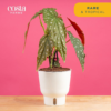 Live Indoor Trending Tropicals Begonia Maculata Plant, 14-Inch Tall, White Décor Pot - Image 3