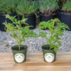 2 Citronella Plants, Mosquito Plant, Thriving inside 4” Durable Nursery Pots, Live Plant - Image 2