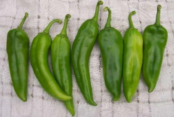 Anaheim Pepper Plant- Two (2) Live Plants – Not Seeds – in 3.5 Inch Pots - Image 3