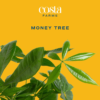 Money Tree, Small, Easy to Grow Live Indoor Bonsai Plant, Live Houseplant in Plant Pot, Valentine'S Day Gift, Birthday, Housewarming, Plant Shelf or Feng Shui Room Decor, 10-Inches Tall - Image 2