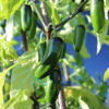 Green Jalapeno Pepper Plant - Three (3) Live Plants - Each 75 Days Old - Not in Pots - Hot Pepper Range between 2,500 and 8,000 SHU for Planting in Your Organic Garden - Image 6