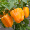 Flavorburst Orange Bell Pepper Plant- Two (2) Live Plants – Non - GMO Not Seeds – in 3.5 Inch Pots