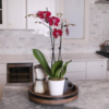 Just Add Ice JA5013 Dark Purple Orchid in White Evi Ceramic Pottery, Long-Lasting Fresh Flowers, Live Indoor Plant, Easy to Grow Gift for Her, Mom, Wife, Home Décor Planter, 5" Diameter, 25" Tall - Image 3