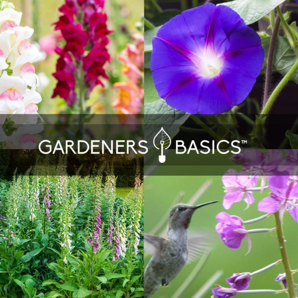 Hummingbird Seeds for Planting Outdoors Flower Seeds (5 Variety Pack) Zinnia, Foxglove, Lupine, Morning Glory, Snapdragons Varieties for Bees, Pollinators Wildflower Seed by - Image 7