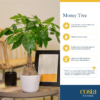 Money Tree, Small, Easy to Grow Live Indoor Bonsai Plant, Live Houseplant in Plant Pot, Valentine'S Day Gift, Birthday, Housewarming, Plant Shelf or Feng Shui Room Decor, 10-Inches Tall - Image 5