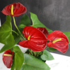 6" Red Anthurium Live Plant Decor, Live House Plants, Anthuriums Live Plants Indoor Plants Live Houseplants, Real Plants Indoor Live Plants, Easy Plant Lover Gifts for Plant Lovers by - Image 6