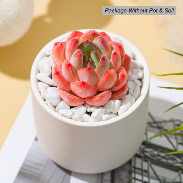 Echeveria Strawberry Almond Rare Live Succulent Plants, Mini Pink 1 Head 2" Live Plant, Package without Pot Soil, Garden Indoor Office Desk Wedding Party Baby Shower Decoration Friend Plant Lover Gift - Image 2