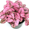 Hypoestes Pink Splash Live Potted House Plants Air Purifying in 2" Pot - Image 2