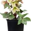 FPHELBIP Helleborus-X 'Ivory Prince' (Christmas Rose) Walhelivor Perennial Live Plant, 1 Gallon, White