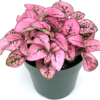 Hypoestes Pink Splash Live Potted House Plants Air Purifying in 2" Pot