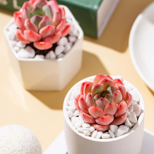 Echeveria Strawberry Almond Rare Live Succulent Plants, Mini Pink 1 Head 2" Live Plant, Package without Pot Soil, Garden Indoor Office Desk Wedding Party Baby Shower Decoration Friend Plant Lover Gift - Image 5