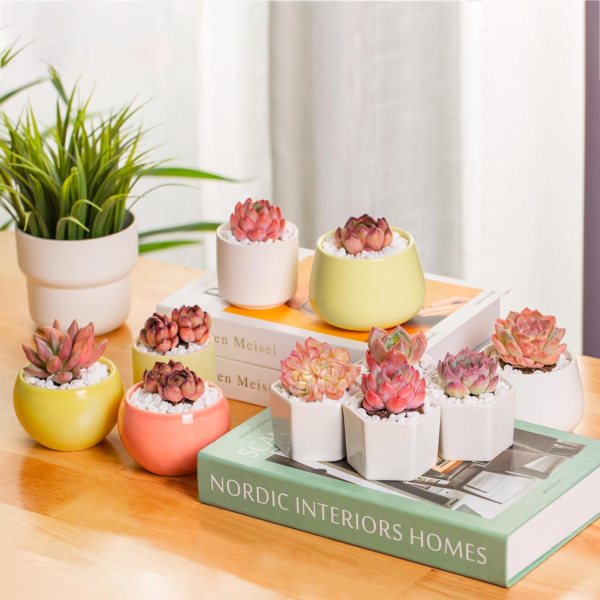 Echeveria Strawberry Almond Rare Live Succulent Plants, Mini Pink 1 Head 2" Live Plant, Package without Pot Soil, Garden Indoor Office Desk Wedding Party Baby Shower Decoration Friend Plant Lover Gift - Image 7