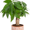 Money Tree, Small, Easy to Grow Live Indoor Bonsai Plant, Live Houseplant in Plant Pot, Valentine'S Day Gift, Birthday, Housewarming, Plant Shelf or Feng Shui Room Decor, 10-Inches Tall