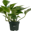 Pothos Marble Queen Live Plant (7-11 Inches Tall) in Growers Pot