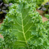 Three (3) Live Kale Plants | Dwarf Blue Curled Vates Variety | 5" - 8" Plants - Image 2