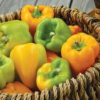 Flavorburst Orange Bell Pepper Plant- Two (2) Live Plants – Non - GMO Not Seeds – in 3.5 Inch Pots - Image 4