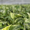 Pothos Marble Queen Live Plant (7-11 Inches Tall) in Growers Pot - Image 6