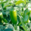 Green Jalapeno Pepper Plant - Three (3) Live Plants - Each 75 Days Old - Not in Pots - Hot Pepper Range between 2,500 and 8,000 SHU for Planting in Your Organic Garden - Image 4